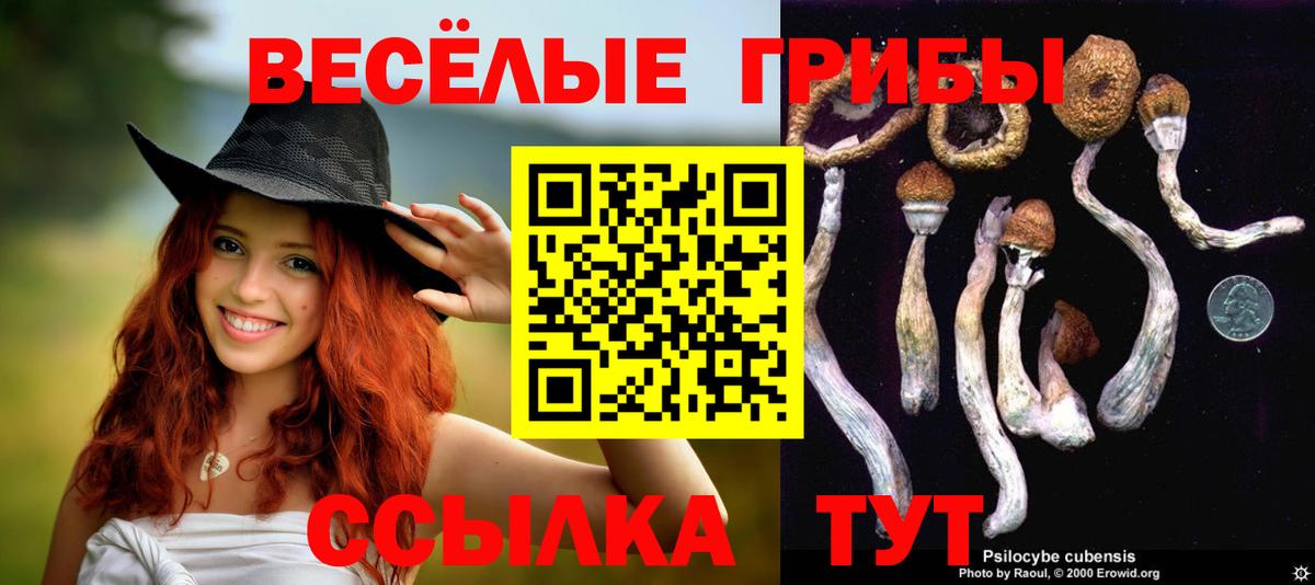 Волхов  Галлюциногенные грибы Psilocybe  Псилоцибиновые грибы Cubensis  Вход с VPN 